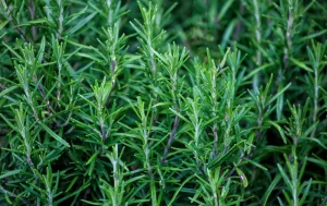 romarin jardin