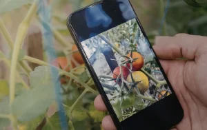 telephone photo plante