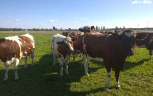vache champs