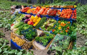 culture legumes