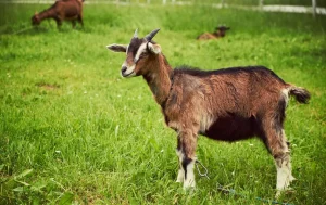 elevage chevre