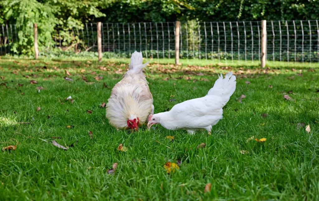 Déclarer ses poules en mairie : est-ce obligatoire ?