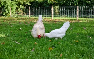 poule dans le jardin