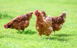 poules rousses