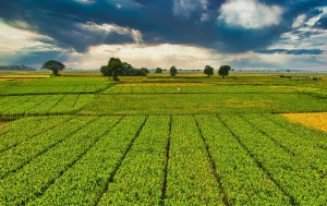 terre agricole