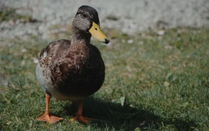 canard