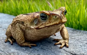 crapaud