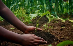 culture jardin