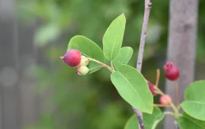 juneberry