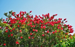 myrtaceae callistemon