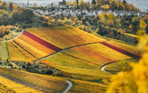terre agricole