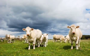vache charolaise