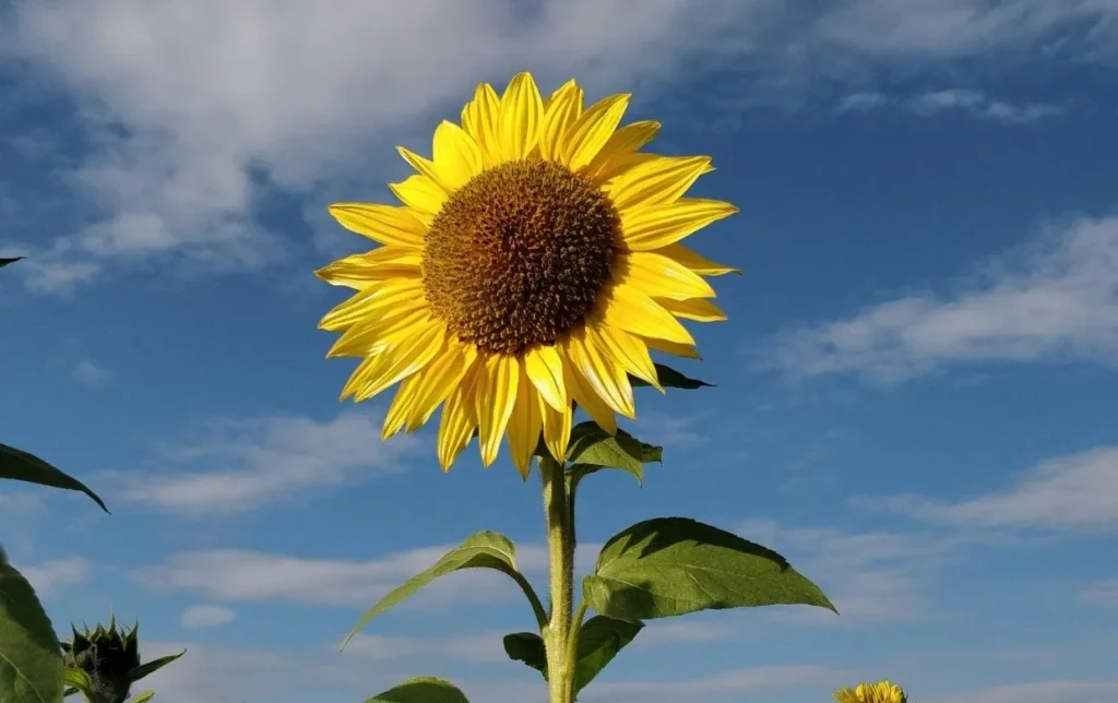 Tournesol en Nouvelle-Aquitaine : 36 % des surfaces nationales, une filière en mutation