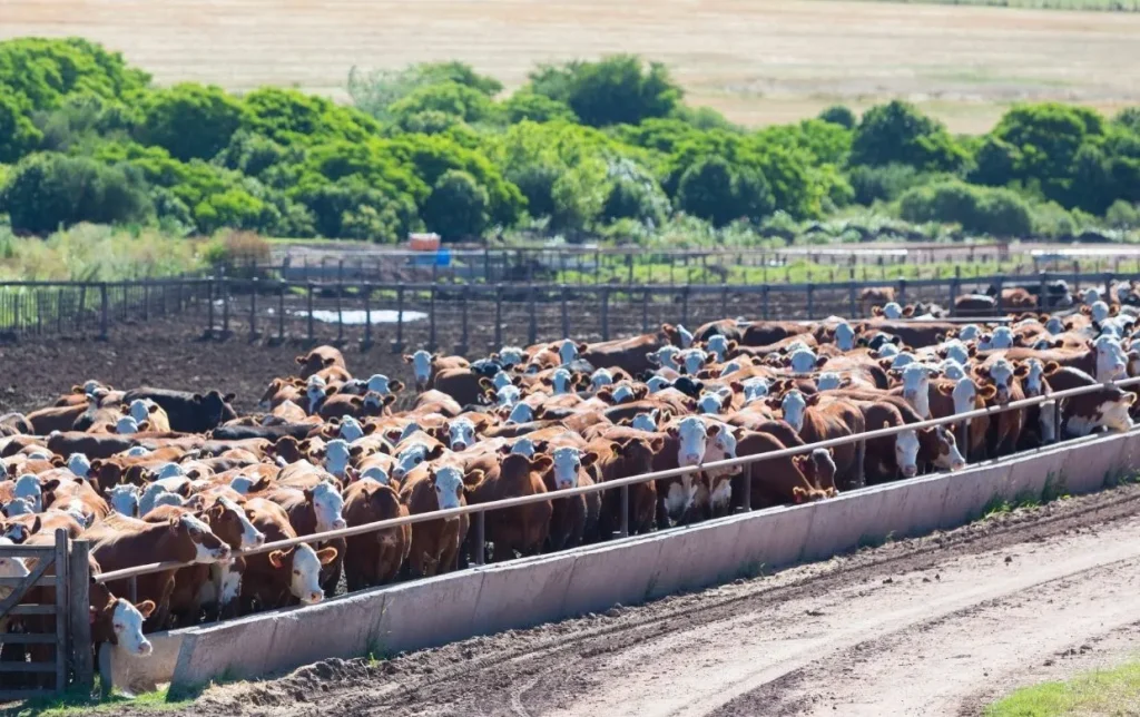 Agriculture intensive : définition, fonctionnement et grands enjeux