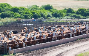 Agriculture intensive