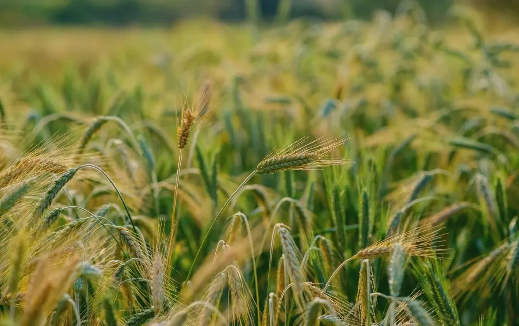 Agriculture raisonnée : définition, principes et fonctionnement