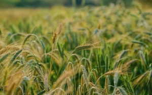 Agriculture raisonnée