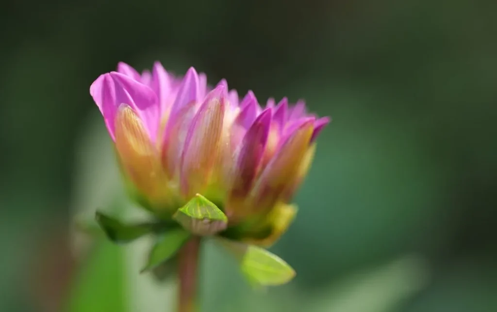 Variété horticole (cultivar) : Définition, caractéristiques et création par l&rsquo;homme