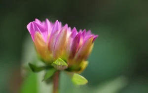 cultivar