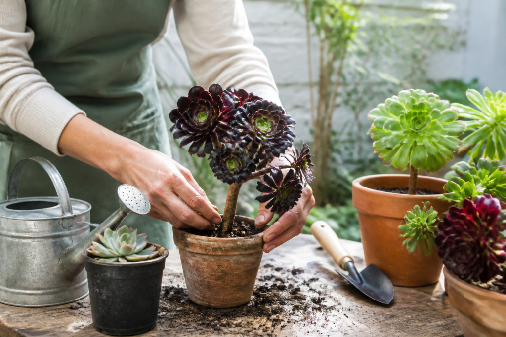 Comment entretenir un Aeonium : le guide complet de culture