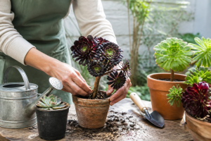 Comment entretenir un Aeonium : le guide complet de culture
