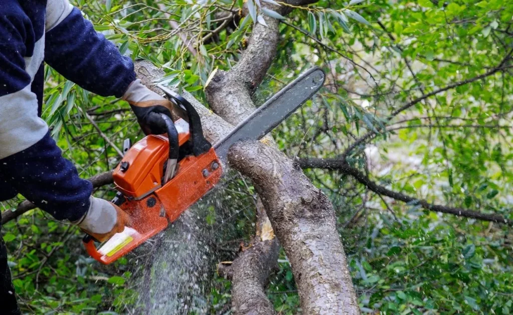 Quand élaguer les arbres ? Calendrier, saisons et meilleures périodes de taille