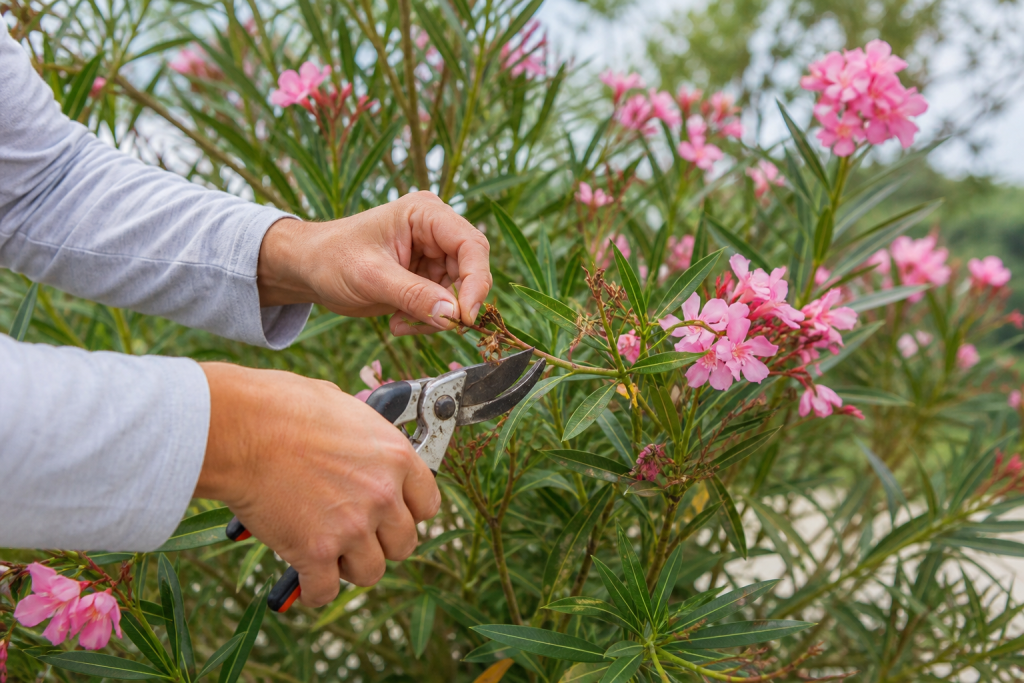 Quand et comment tailler un laurier-rose ?